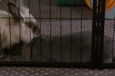 We were so concerned they wouldn't bond.