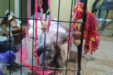 She loves shoe laces