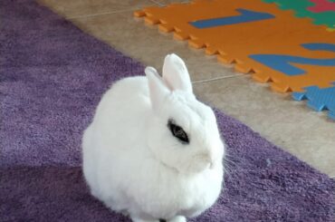 Our baby Alice crossed the rainbow at 12 years old.