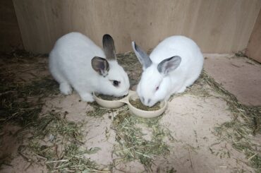 Cute rabbit pics from a shelter in London!