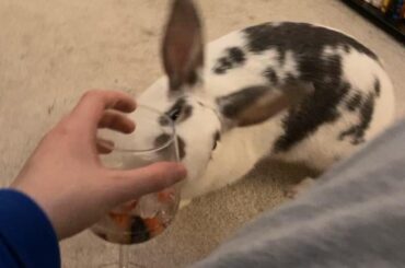 Miss Bug likes her champagne with berries