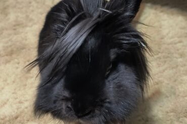 "WHERE ARE YOU?" - Ozzy Osbun, 2026