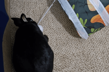 Floof ball vs floof ball