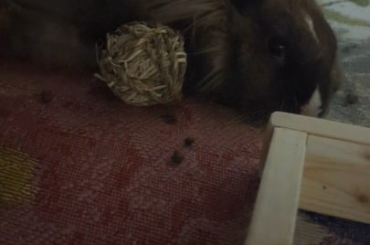 Honking while resting?