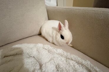 New Bunny! Good home?