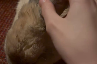 She fell asleep halfway through my rubs😭🥹🩷