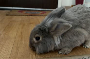 Rabbit Licking the Floor