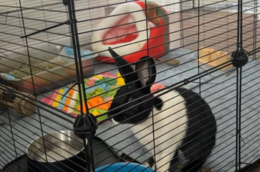 The Vet Said Strict Pen-rest for 2 Weeks I Feel So Bad Tho 😭😭