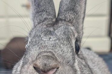 Just wanted to share some pics of our sweet Willow