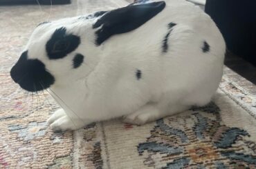 Can somebody identify my bun please?