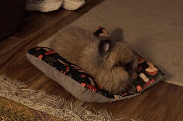 How to do a sanitary trail on bunny?