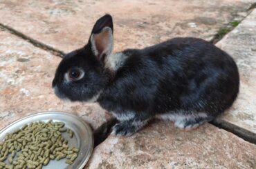 Can someone help me identify what breed is my bunny?