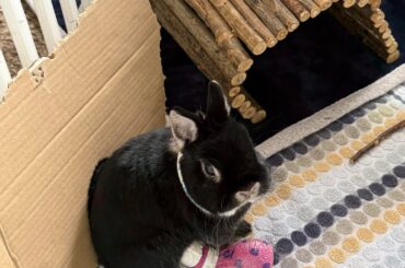 Update on Sesame!