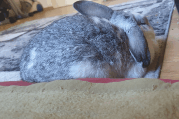 Waking up to a fluffball next to my bed 🧡