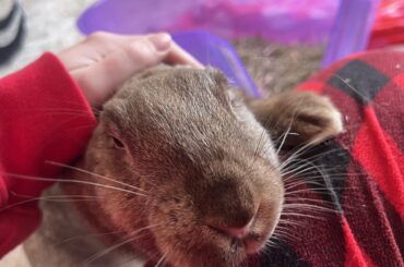 Rabbit-Proof Furniture