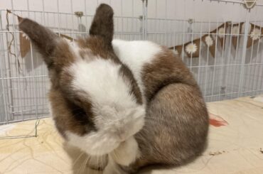 My little bun doing his shower routine 🥹🥹