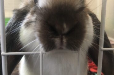 The face of a poor tortured soul confined to his spacious playpen