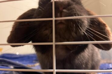 i know his breed, whats his color?