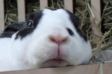 When the pets hit the spot