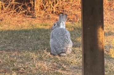 Wild Bunny or Not