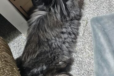 £500 for a stitch, do I give up on bonding?