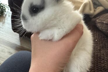 Reincarnated Netherland Dwarf