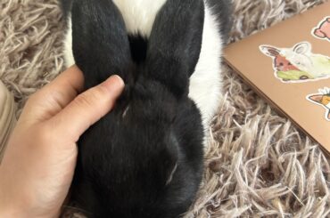 My Baby’s Spay is Tomorrow Wish Her Luck!!!❤️❤️❤️