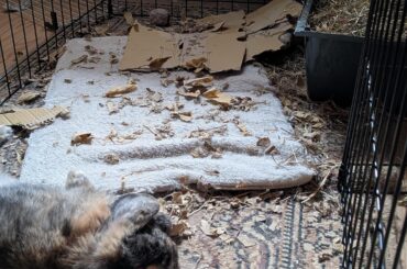 Dreaming in his own chaos😴🫯🫯