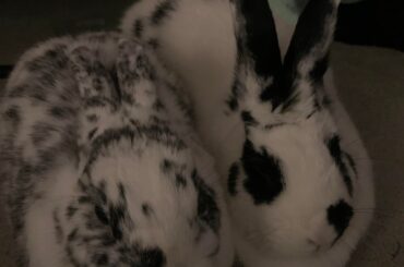 When will landlords get the memo than non dangerous pets (and not a stepping hazard) should not be caged