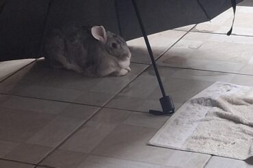 He loves his umbrellas