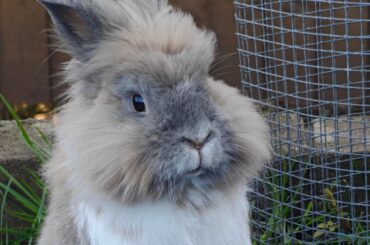 Alice is the most majestic bun