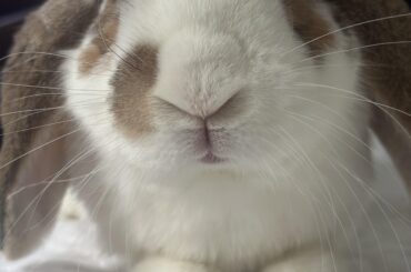 Twix's GI Stasis Recovery