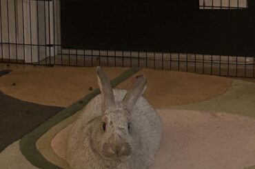 Imagine Being a Literal Rhombus