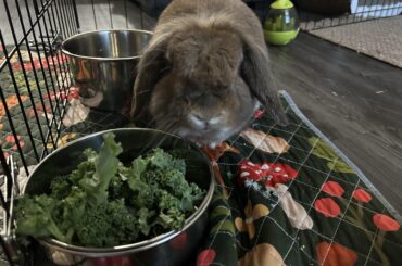 How do I get my rabbit to stop peeing on my couch?