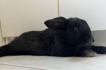 Just get some rest 🐰