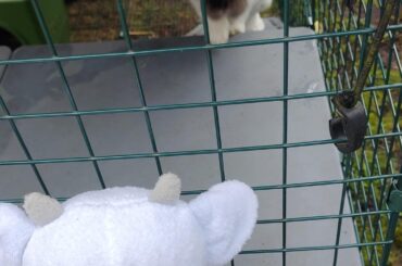 She loves my ned plush