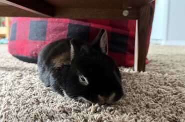Sesame having a little snooze underneath the coffee table ❤️
