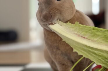 Good Morning from Oat!