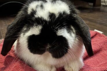 Looking for advice/input...