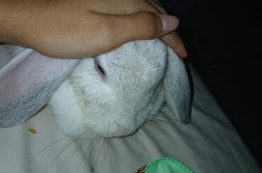 What if she were a lop-eared bunny?