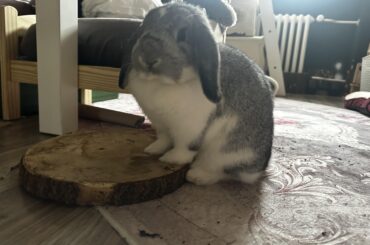 She always sits politely at the table 🎀