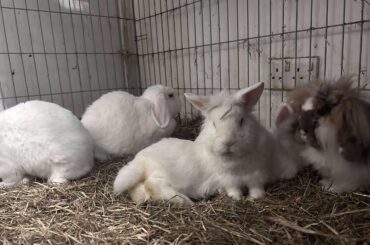 I will always love you Perry