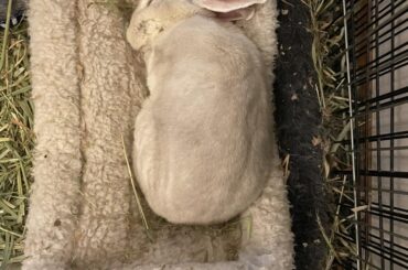 Just when I think I’ve seen her every “give owner a heart attack” position