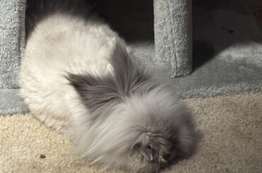 Happy ninth birthday to my little man! Ducky will always be my baby boy! (Even if he is turning into a bit of a grumpy old man… lol)