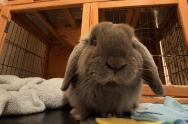My bun does not pee or poop over night