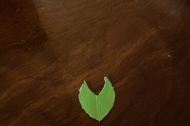 Is there a term for the mini moufs that buns punch out with their teef whilst witteling cardboard and papers?