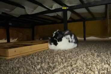 4 years ago, I drive 1 hour to a cat, ended up bringing this loaf home instead 🍞