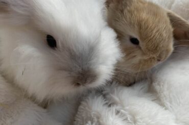 New babies, advice welcome