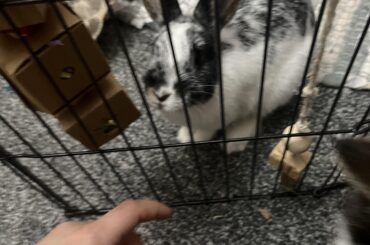 15 wk old won’t eat certain pellets?