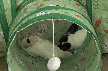 Naptime with Lamb Chops 🐰💚